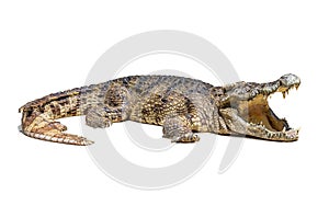 Crocodile isolated photo