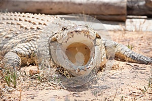 Crocodile with its mouth open