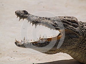 Crocodile jaw