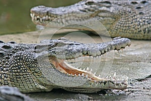 Crocodile jaws photo