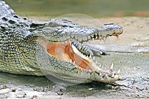 Crocodile Jaws photo