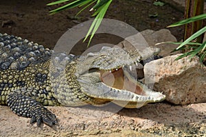 Crocodile jaws wild animal