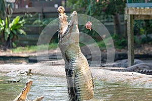 Crocodile jumping for food at the mini zoo crocodile farm in Miri.