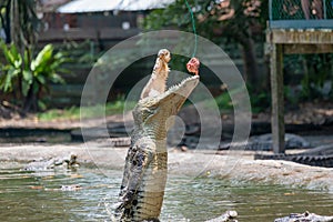Crocodile jumping for meat at the mini zoo crocodile farm in Miri.