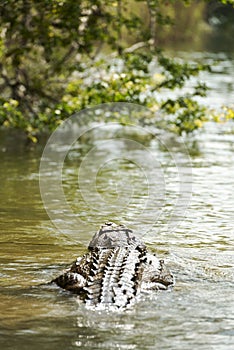 Crocodile In Jungle River