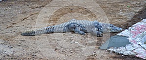 A crocodile in a Kankaria Zoo, Maninagar, Ahmedabad, Gujarat