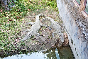 Crocodile in the kennel Hamat Gader