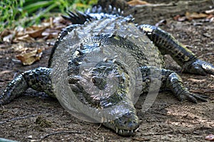 crocodile, lagoon of ventanilla oaxaca, MÃÆÃÂ©xico photo