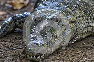 crocodile, lagoon of ventanilla oaxaca, MÃÆÃÂ©xico photo