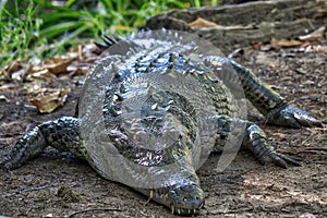 crocodile, lagoon of ventanilla oaxaca, MÃÆÃÂ©xico photo