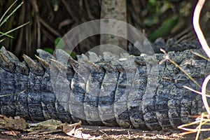 Crocodile, lagoon of ventanilla oaxaca, MÃÂ©xico photo