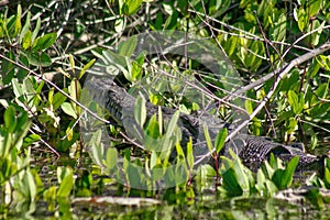 Crocodile, lagoon of ventanilla oaxaca, MÃÂ©xico photo