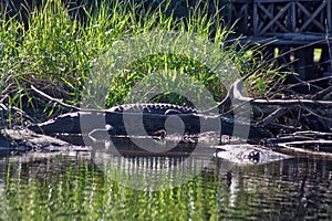 Crocodile, lagoon of ventanilla oaxaca, MÃÂ©xico photo