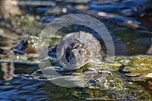 Crocodile, lagoon of ventanilla oaxaca, MÃÂ©xico photo