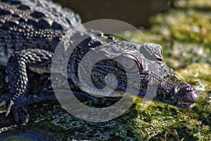 Crocodile, lagoon of ventanilla oaxaca, MÃÂ©xico photo