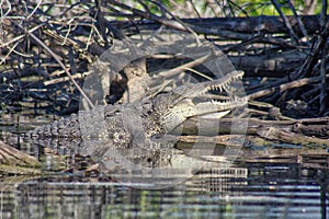 Crocodile, lagoon of ventanilla oaxaca, MÃÂ©xico photo