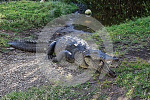 crocodile, lagoon of ventanilla oaxaca, MÃÆÃÂ©xico