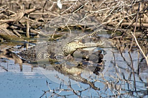 crocodile, lagoon of ventanilla oaxaca, MÃÂ©xico photo