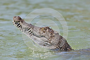 Crocodile at Lake Baringo, Kenya