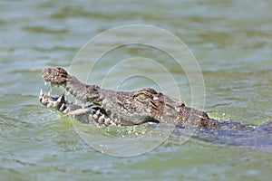 Crocodile at Lake Baringo, Kenya