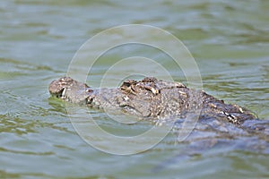 Crocodile at Lake Baringo, Kenya