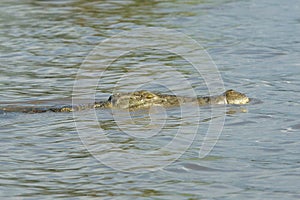 Crocodile, Lake Chamo, Ethiopia, Africa photo