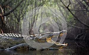 Crocodile photo