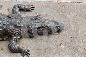 Crocodile laying on cement ground