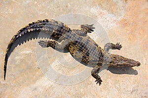 Crocodile laying in farm