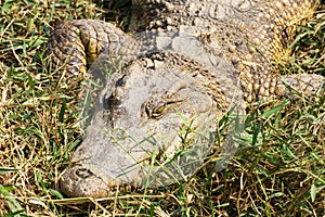 Crocodile laying on the grass