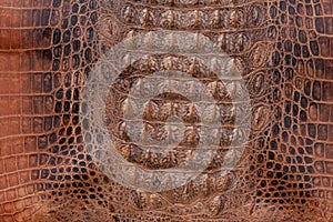 Crocodile leather texture photo