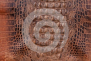 Crocodile leather texture