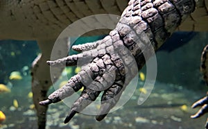 Crocodile leg and claws