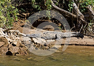 Crocodile lies on the bank of the river