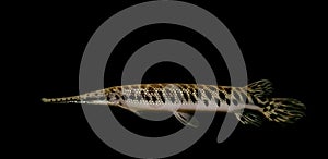 Crocodile look alike fish , Spotted Gar.