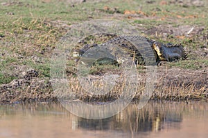 Crocodile looking across water