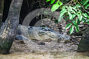 Crocodile lurking on the mud banks of the river Kinabatangan. Bo