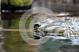 Crocodile lurking in water photo