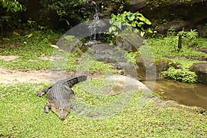 Crocodile lying on grass by water in safari