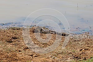 Crocodile lying on river bank