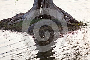 Crocodile lying on river bank