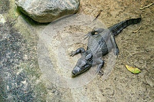 Crocodile lying on the shore