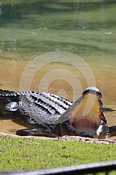 Crocodile lying in Steve Irwin Wildlife zoo in Brisbane in Australia photo