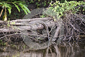 Crocodile lying on tree trunk well camouflaged, Uganda
