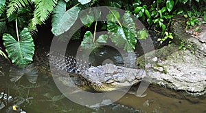 Crocodile lying in water