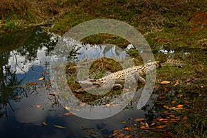 Crocodile from Madagascar, near the river water. Nile crocodile, Crocodylus niloticus, with open muzzle, in the river bank,