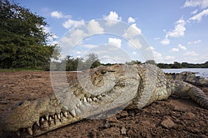 Crocodile in the Mara