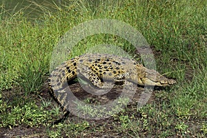 CROCODILE MARIN crocodylus porosus