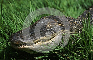 CROCODILE MARIN crocodylus porosus