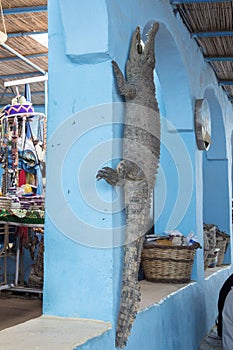 Crocodile at the market of the Nubian People in Aswan, Egypt, Africa